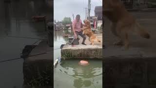 quotHow Dogs Are Bridging Humanity and Saving Fish 🐶🌍🐟quotdoglovers shorts dog pets funny comedy [upl. by Haseena461]