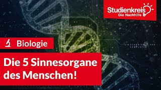 Die 5 Sinnesorgane des Menschen  Biologie verstehen mit dem Studienkreis [upl. by Avlem275]