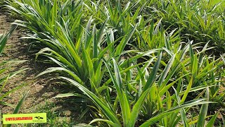 Why visitors are FLOCKING this rural Jamaican farm pay attention [upl. by Leena]