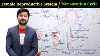 1810 Female reproductive System  Fsc class 12 Biology  Mensuration Cycle [upl. by Irroc]