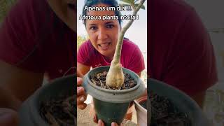 Afetou a planta inteira  Um dia cultivoorganico rosadodeserto flores plantas dicas video [upl. by Yrrap]