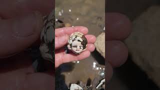 •°○ Mudlarking Oklahoma •° After The flood Exposes History Hidden [upl. by Rehtnug471]