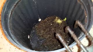 How to recondition coco coir for reuse [upl. by Anneliese]