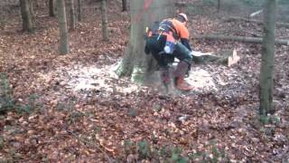 Fällung einer Buche mit der Stihl MS 880 [upl. by Kline878]