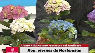 Secretos de los colores y los cuidados de las Hortensias en BDS [upl. by Kendre]