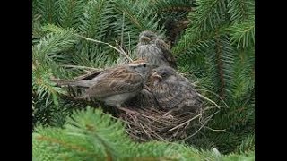 صوت دوري المنازل الكحالي صافي 100 Voice song call house sparrow [upl. by Liek]