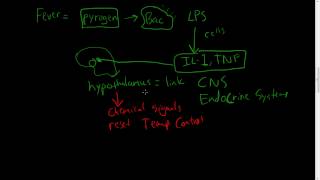 30  Chronic Inflammation  Eosinophils Mast Cells Systemic effects of inflammation [upl. by Llien]