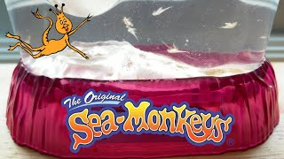 Sea Monkeys  The First 30 Days [upl. by Sension]