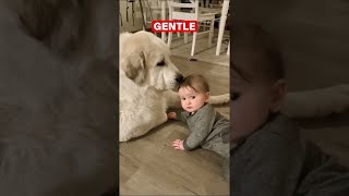 Great Pyrenees Dont Be Fooled by Their Size [upl. by Etnelav678]