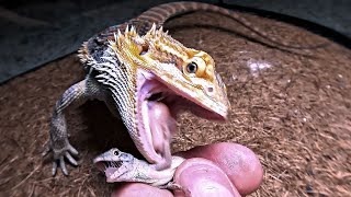 Bearded Dragon eating crunchy Lizards [upl. by Beora136]