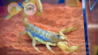 Hadrurus pallidus Biến Thể Màu Sắc Của Hadrurus arizonensis Bọ Cạp Lông Khổng Lồ Hoa Kỳ [upl. by Rodina]