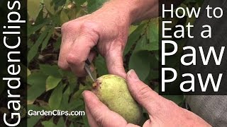 Paw Paw Tree  Asimina triloba  How to eat a PawPaw fruit and harvest seeds pawpaw [upl. by Kohler]