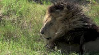 RIP ScarFace  The most famous Africa Lion in his last minutes [upl. by Christal]