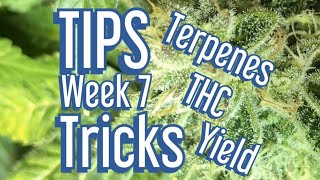 Cannabis Late Flowering  Tips amp Tricks to Maximize Terpenes THC and Yields Jake Grentree [upl. by Ivett]