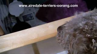 Airedale Terrier Puppy Meets His Dad  Oorang Airedales [upl. by Sesylu]