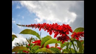 National Symbols of TampT  The National Flower [upl. by Jaquenetta]