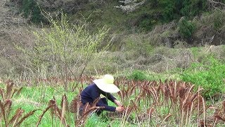 Matteuccia Ostrich fern Catch n Cook Wild Edible Plants [upl. by Amalee]