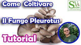 Come coltivare le balle di funghi Pleurotus [upl. by Egor]