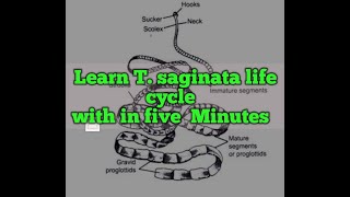 Taenia saginataBeef tape wormMorphology amp life cycle [upl. by Dahcir]