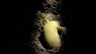 Timelapse Phaseolus Runner Bean Hypogeal germination [upl. by Delaney]