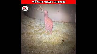 পাখিদের আজব গজব আওয়াজ 🕊️ Weirdest Bird Sounds shorts [upl. by Inattirb]