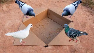 Easy Creative Underground Quick Pigeons Trap Using Paper Box  Easy Bird Traps [upl. by Eahs]