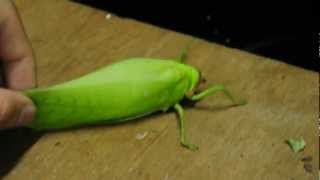 The giant falseleaf katydid Pseudophyllus titan [upl. by Eada]