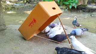 Best Cardboard Bird Trap  How to Trap Pigeon Easy At Your Home [upl. by Liliane]