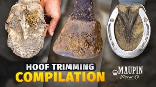 4K FARRIER ASMR  COMPILATION OF SATISFYING HORSE HOOF TRIMMING [upl. by Gabler583]