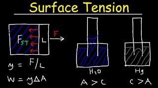 Surface Tension of Water Capillary Action Cohesive and Adhesive Forces  Work amp Potential Energy [upl. by Attenahs983]