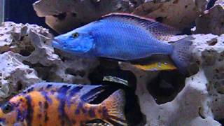 Dimidiochromis compressiceps [upl. by Ognimod]