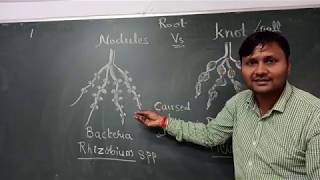 Root Knot Vs Root Nodules [upl. by Lattimer]