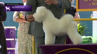 Bichons Frises  Breed Judging 2023 [upl. by Odrarej18]