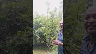 How To Grow A Pear Tree  Theatric Gardening Tips [upl. by Stoneham]