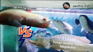 Sadis Gokil Feeding Toman Xanthic Jumbo dengan Striata Albino Jumbo Indukan‼️ [upl. by Ydok958]