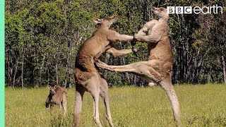 Kangaroo Fights Man  Kangaroo vs Human  Kangaroo Fight  Kangaru 😃 [upl. by Avrom]