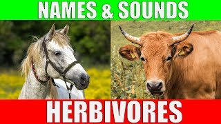 HERBIVOROUS ANIMALS Names and Sounds  Learn Herbivore Animals [upl. by Aslin]