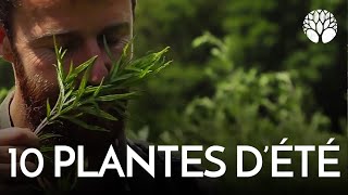 10 plantes sauvages à cueillir cet été 2022 [upl. by Voorhis]