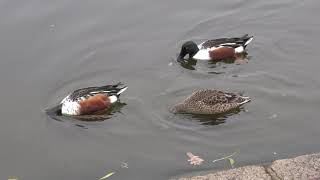 Three Shovellers on the Serpentine [upl. by Sontich]