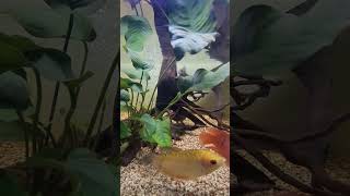 My Tank Mates Aquarium fishaquarium aquarium fish [upl. by Rabi]