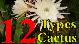 Cactus Plants  12 Types of Cactus you can Grow at Home [upl. by Yesoj]