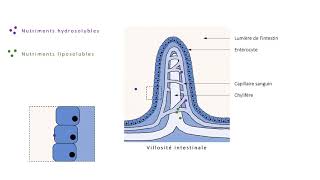 1ST2S  Absorption des nutriments par les entérocytes [upl. by Mame]