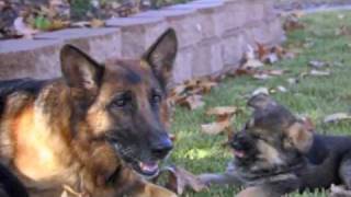 Best Dog Training Video Ever  11 week old trained German Shepherd puppies [upl. by Seiden]