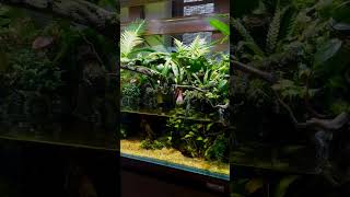 Plantation tank setup shortsfeed2024 shorts aquarium ytshortsindia [upl. by Enyala]