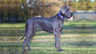 Top 10 GRAY DOG BREEDS  Gorgeous Dogs With Grey Coats [upl. by Ines]