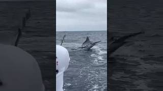 Huge marlin released off Salinas [upl. by Caron]