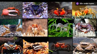 Freshwater crab types  Different types of fresh water crabs [upl. by Elades]