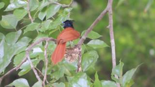 Best video of Indian Paradise Flycatcher making their Nest [upl. by Misti]