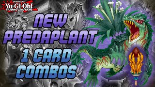 New 1 Card Predaplant Combos  Dec 2021  Yugioh [upl. by Sueahccaz]