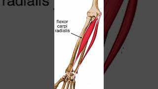 Anatomy Flexor Carpi Radialis shorts [upl. by Kirk427]